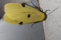 Lithosia quadra