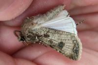 Agrotis segetum