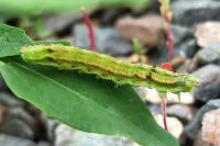 Helicoverpa armigera