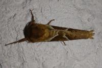 Triodia sylvina