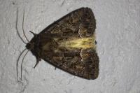 Thalpophila matura