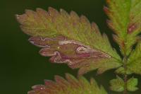 Stigmella splendidissimella