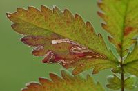 Stigmella splendidissimella