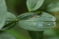 Euspilapteryx auroguttella