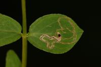 Fomoria septembrella