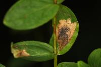 Fomoria septembrella