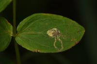 Fomoria septembrella