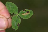Parectopa ononidis