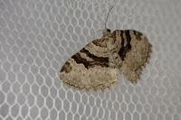 Xanthorhoe designata