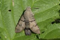 Macroglossum stellatarum