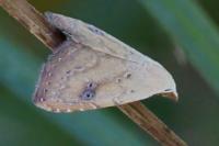 Rivula sericealis