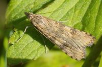 Nomophila noctuella