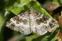 Epirrhoe alternata