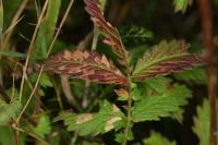 Coleophora potentillae