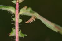 Coleophora potentillae