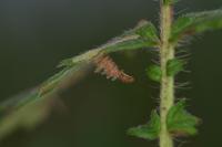 Coleophora potentillae