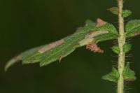Coleophora potentillae