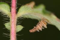 Coleophora potentillae