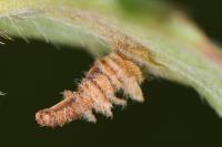 Coleophora potentillae