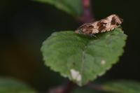 Celypha cespitana