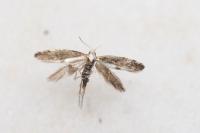 Argyresthia spinosella
