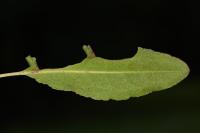 Calybites phasianipennella