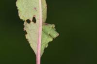 Calybites phasianipennella
