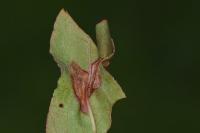 Calybites phasianipennella