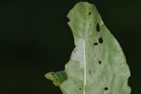 Calybites phasianipennella