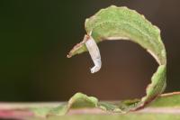Calybites phasianipennella