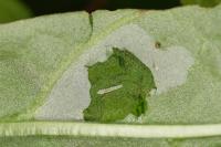 Calybites phasianipennella