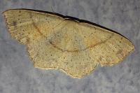 Cyclophora punctaria