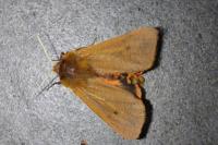 Phragmatobia fuliginosa