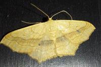 Scopula imitaria