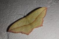 Timandra comae