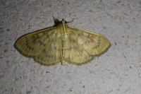 Patania ruralis