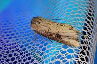 Axylia putris