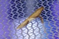 Caloptilia stigmatella