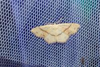 Cyclophora punctaria