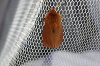 Phragmatobia fuliginosa