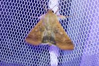 Helicoverpa armigera