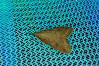Udea ferrugalis