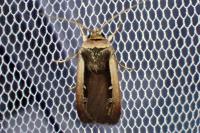 Ochropleura leucogaster