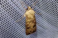 Agrotis segetum