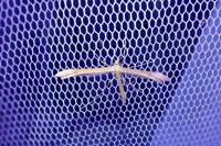 Stenoptilia annadactyla