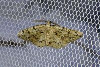Cleorodes lichenaria