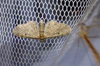 Eupithecia virgaureata