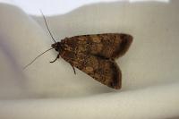 Peridroma saucia