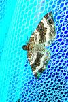 Epirrhoe alternata