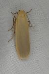 Katha depressa